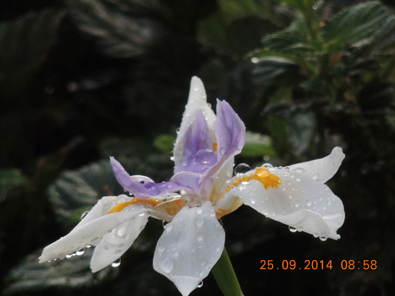 Flowers 2014 2139_.jpg