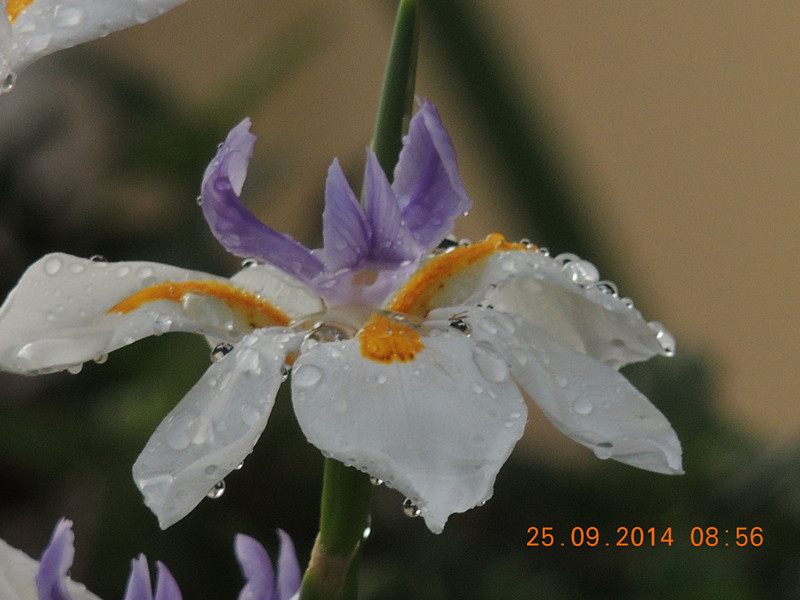 Flowers 2014 2130_.jpg