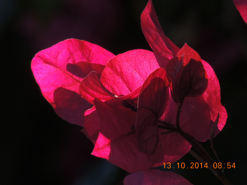 Flowers 2014 2390_.jpg