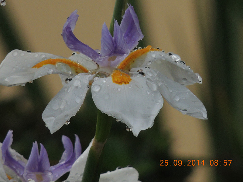 Flowers 2014 2136_.jpg