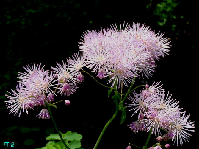 DSC01989p_1.jpg