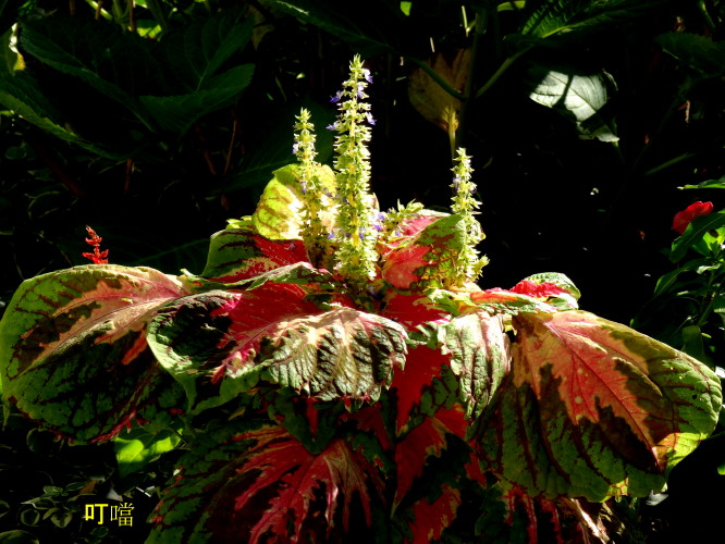 DSC03883p_1.jpg