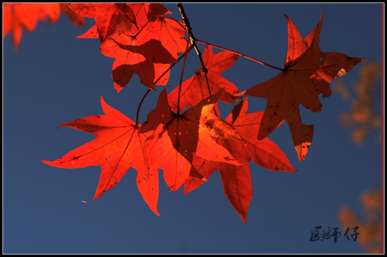 DSC_7433.jpg