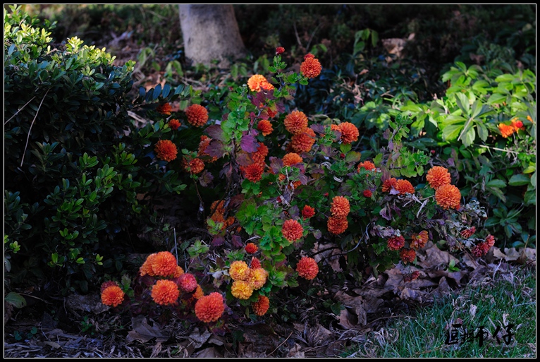 DSC_7410.jpg