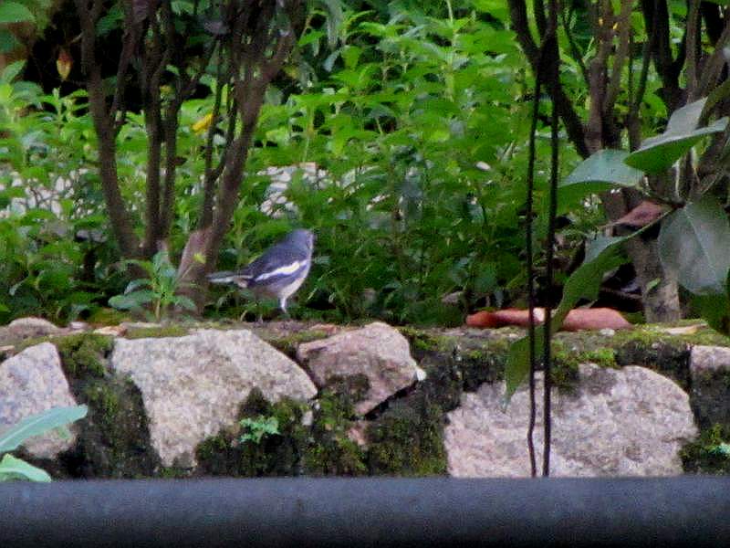 IMG_6652.jpg