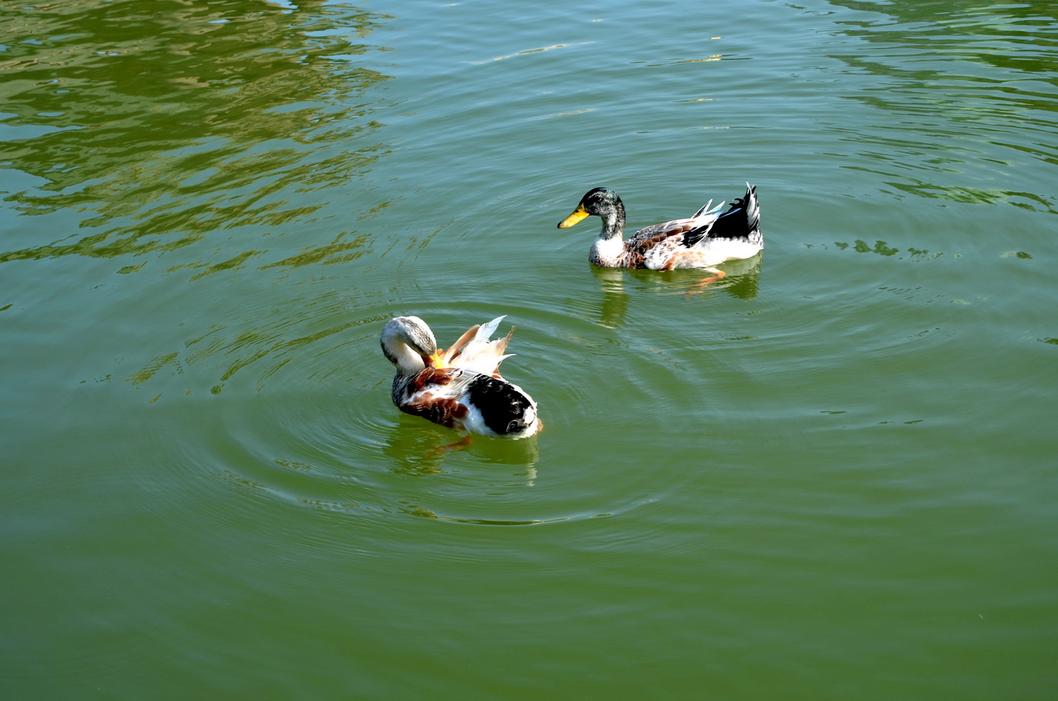 DSC_9131.jpg