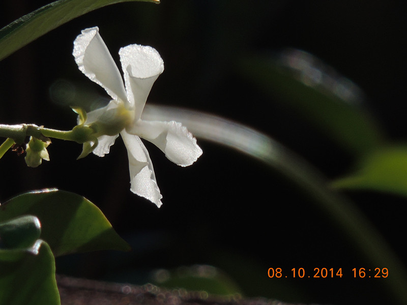 Flowers 2014 2314_.jpg