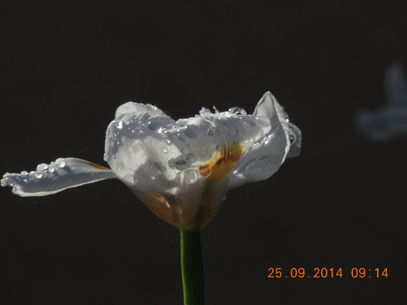 Flowers 2014 2211_.jpg