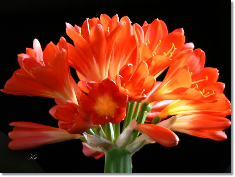 flowers 25--09--14 302.jpg