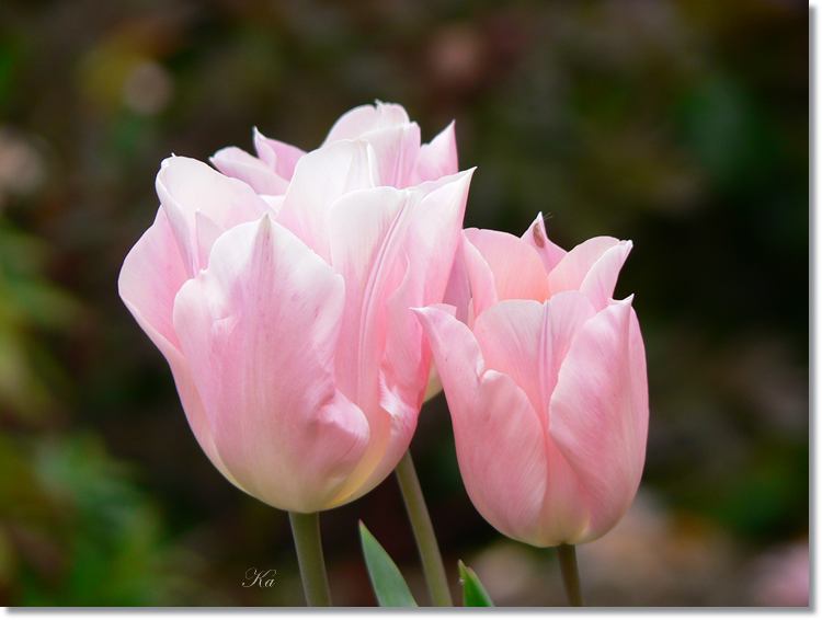 flowers 12--10--14 120.jpg