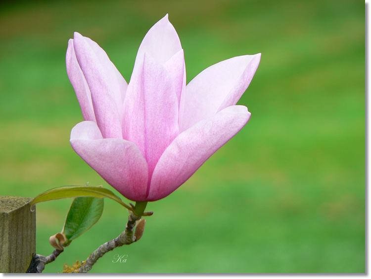 flowers 12--10--14 272.jpg