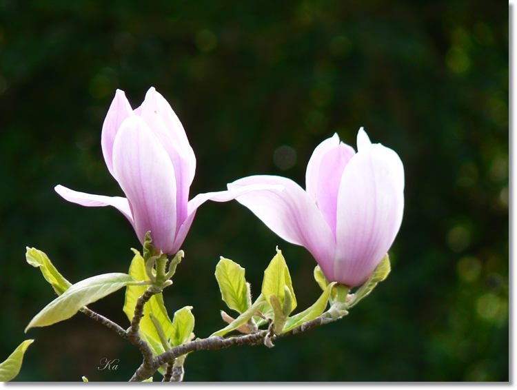 flowers 12--10--14 229.jpg