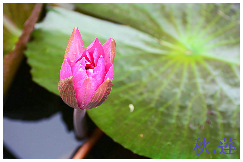 DSC_9172_1.JPG