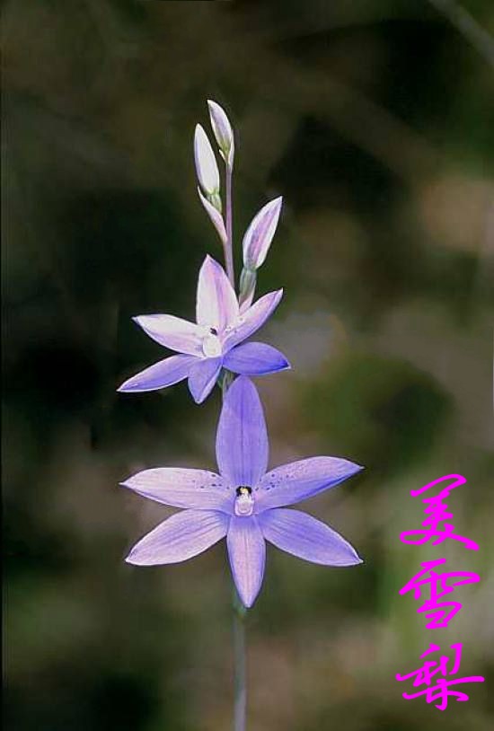 DSC_0103_conew1.jpg