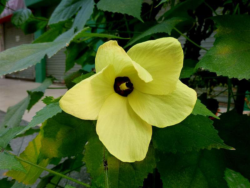 木芙蓉花.jpg