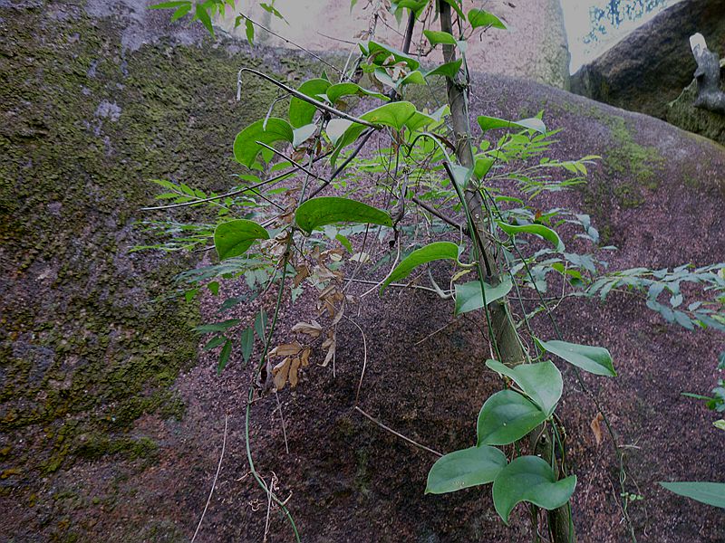 广防己.jpg