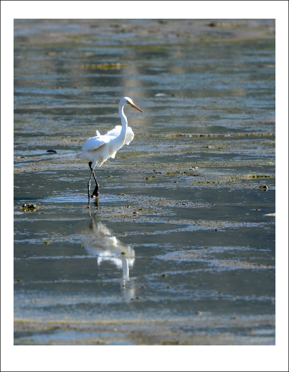 DSC_7009_conew1.jpg