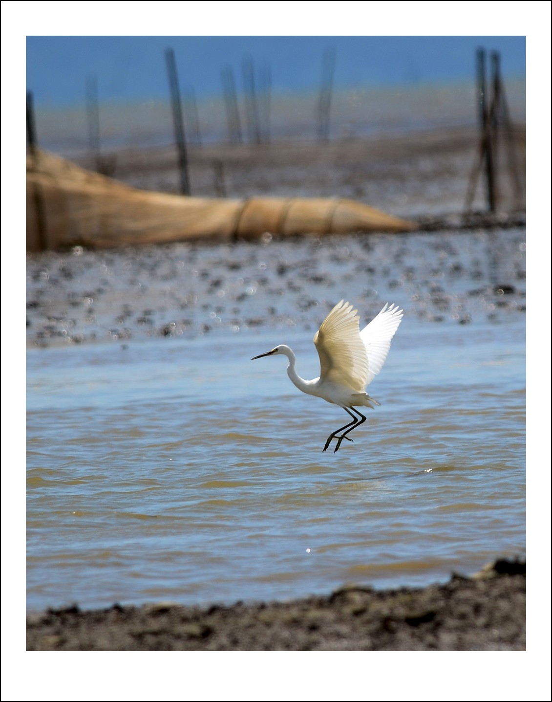DSC_6434_conew1.jpg