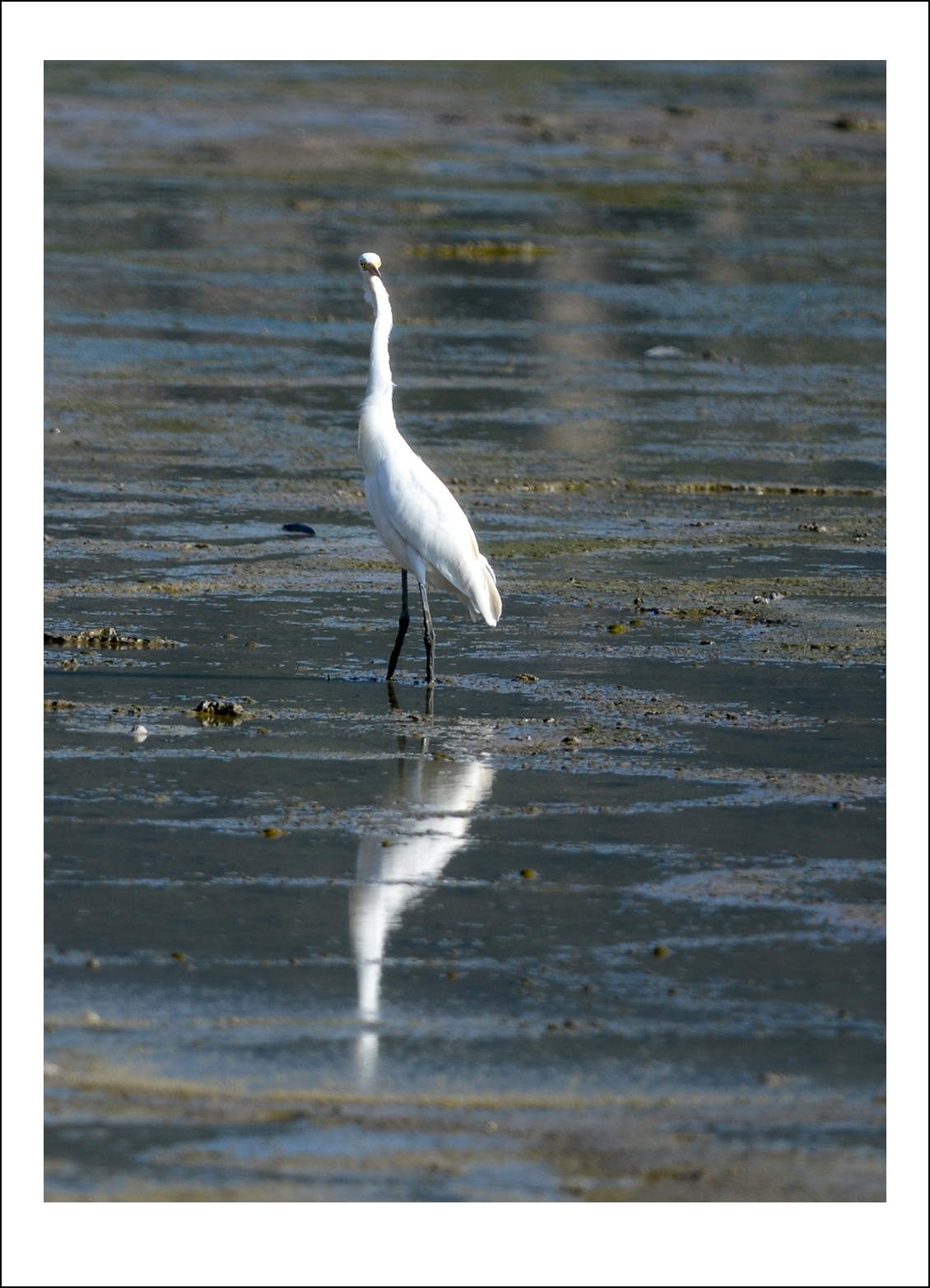 DSC_7008_conew1.jpg