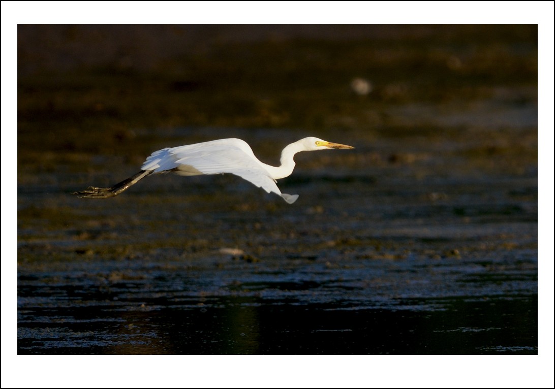 DSC_7992_conew1.jpg