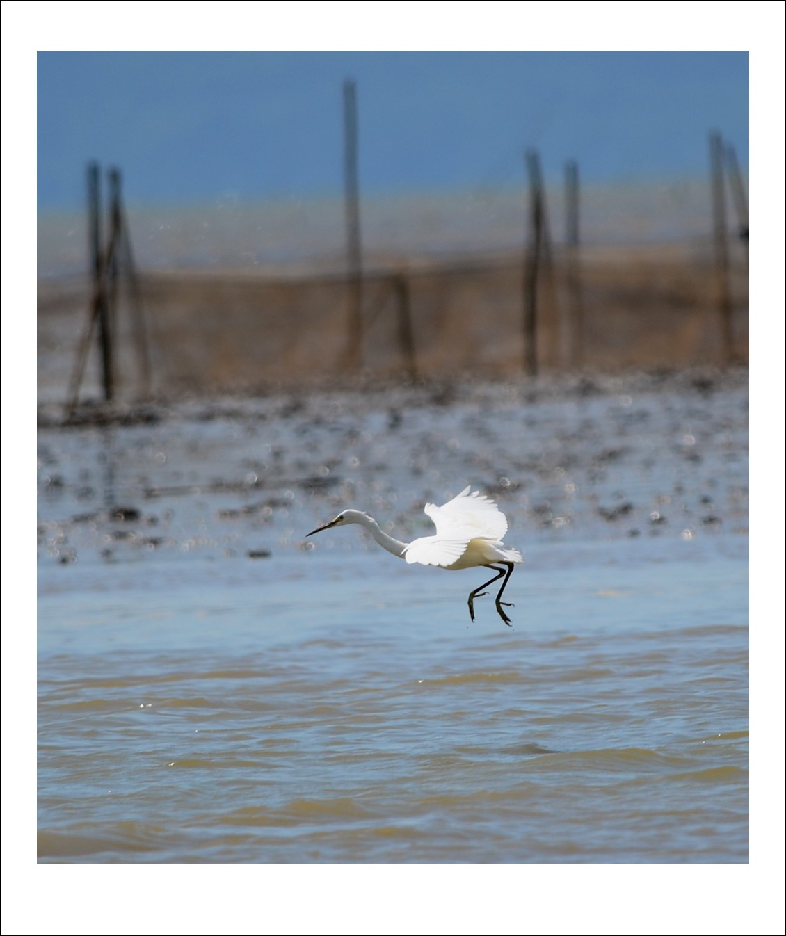 DSC_6431_conew1.jpg
