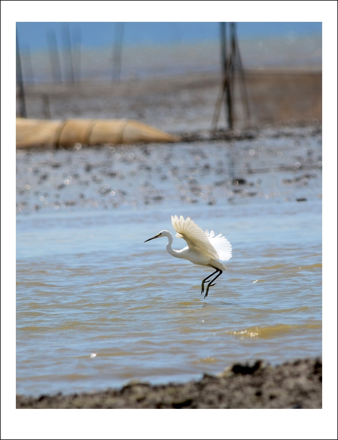 DSC_6433_conew1.jpg