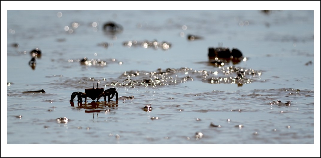 DSC_6743_conew1.jpg