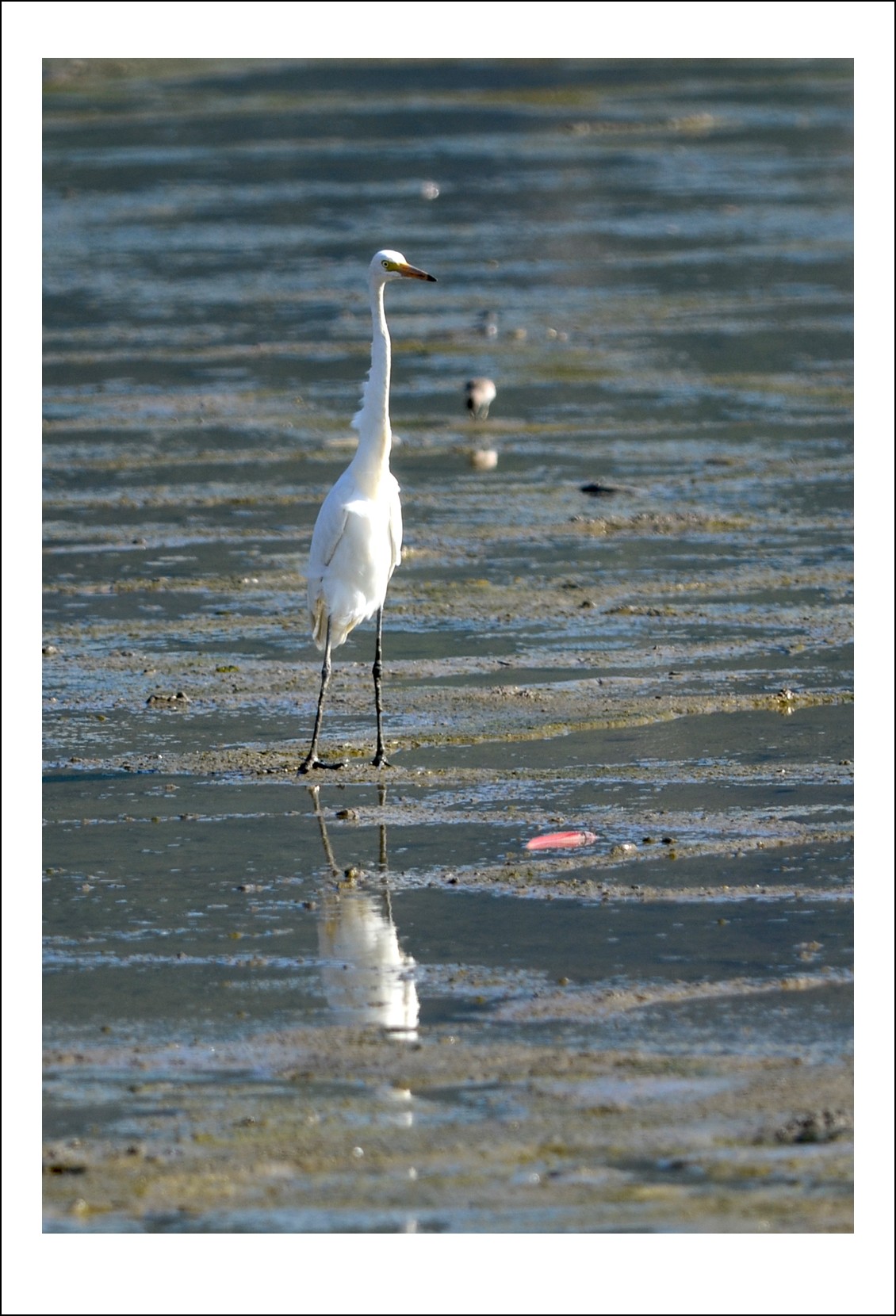 DSC_7080_conew1.jpg