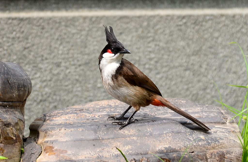 DSC_0208.JPG