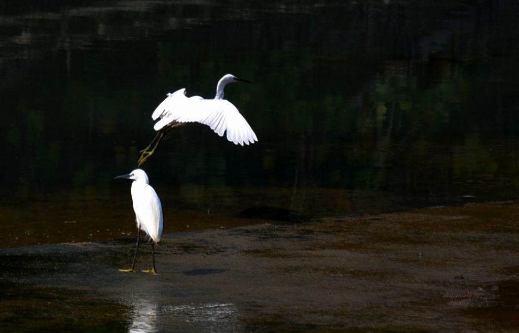 DSC_0435.JPG