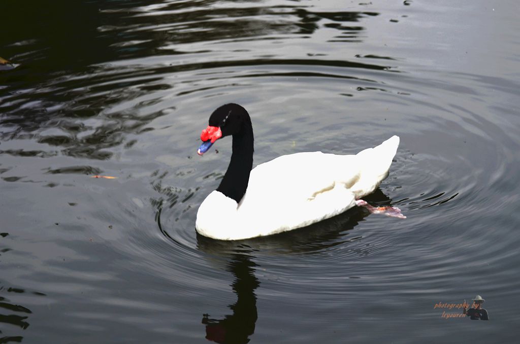 DSC_0012.JPG.jpg