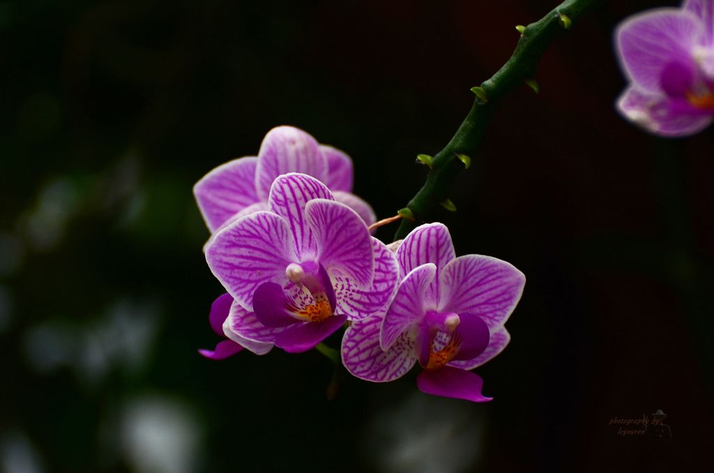 DSC_0582.JPG