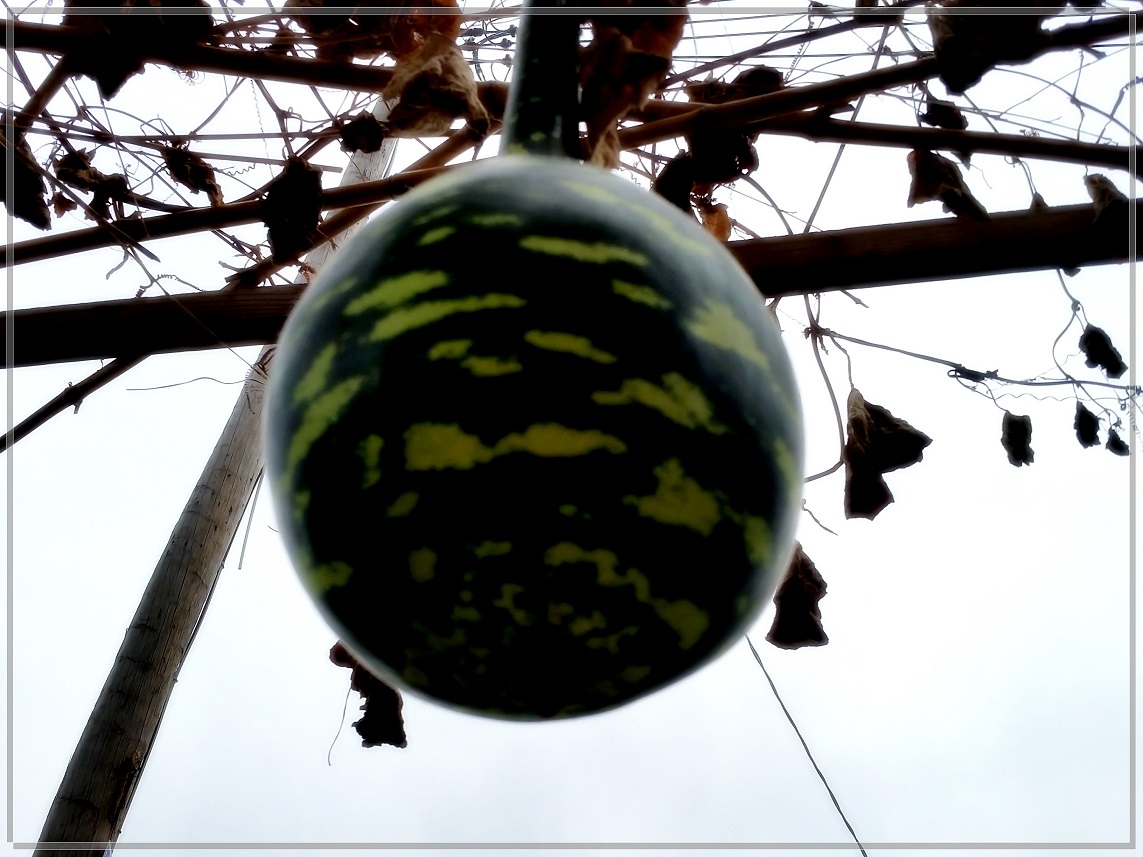 20141001_103430_conew1.jpg