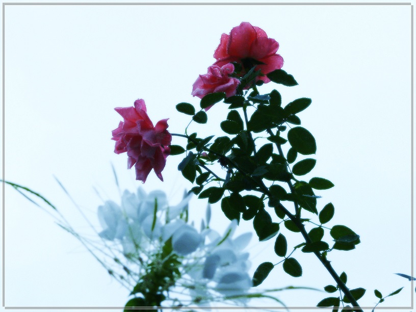 l1650791_conew1.jpg