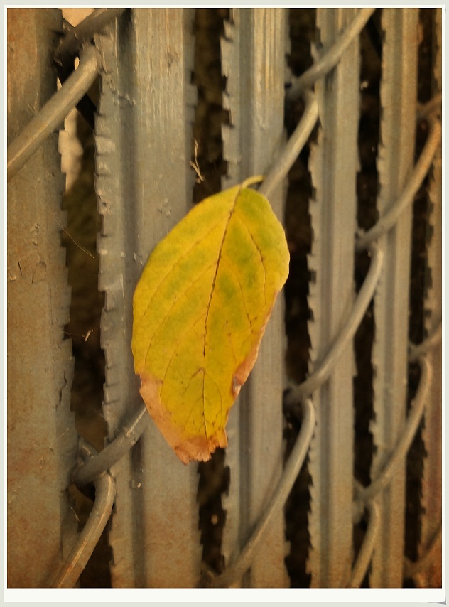 20141001_104015_conew1.jpg