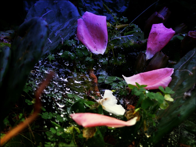 l1650788_conew1.jpg