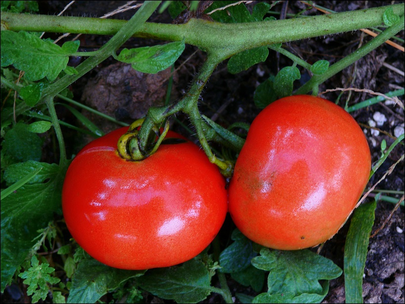 l1650624_conew1.jpg