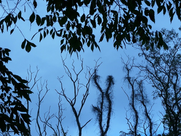 L1730579.JPG