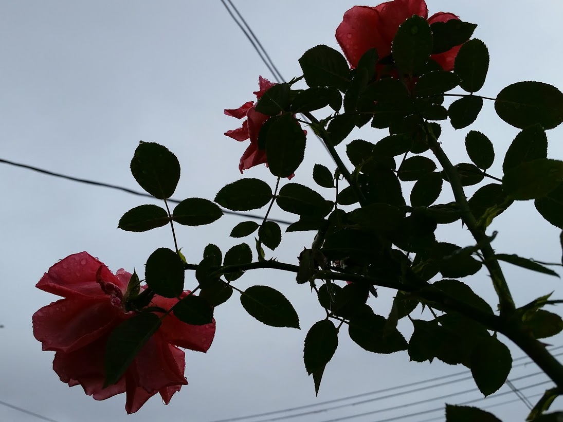 20141004_150307[1].jpg