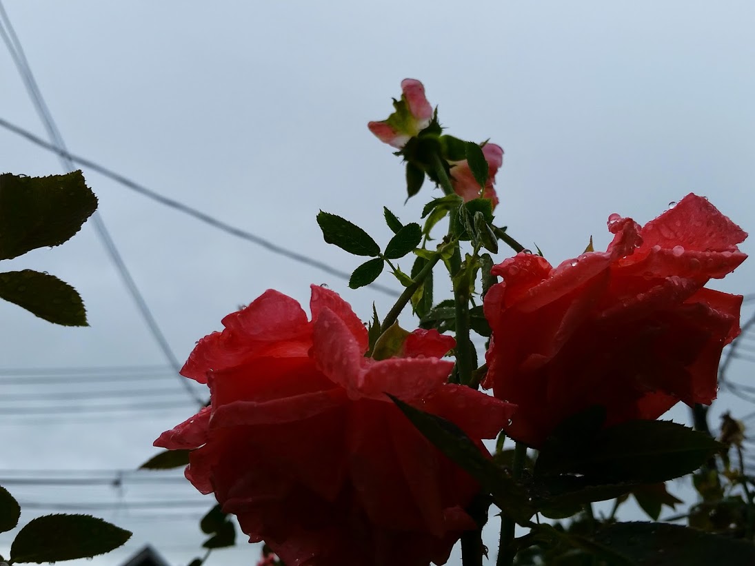 20141004_150408[3].jpg