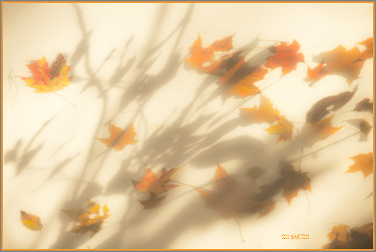 DSC_8884C.jpg