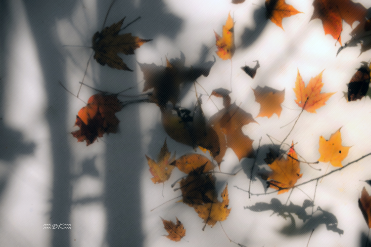 DSC_8907C.jpg