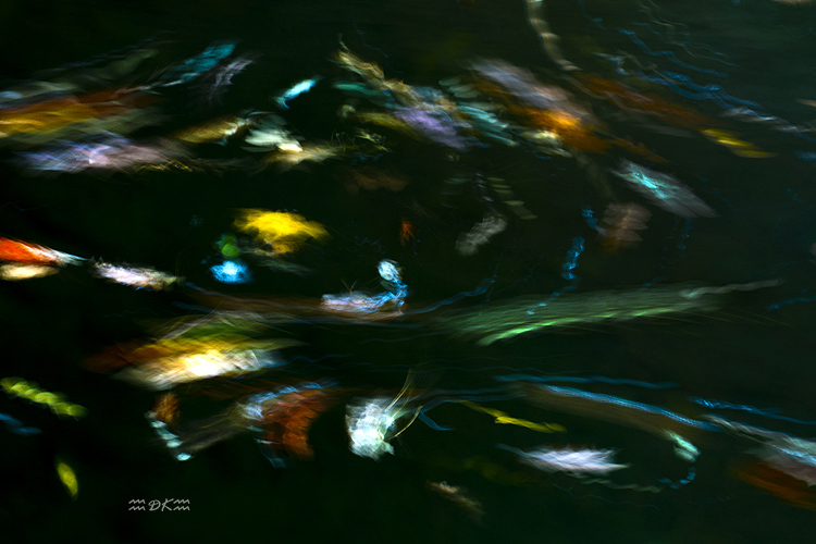 DSC_1368C1.jpg