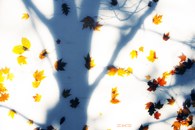 DSC_8917C.jpg