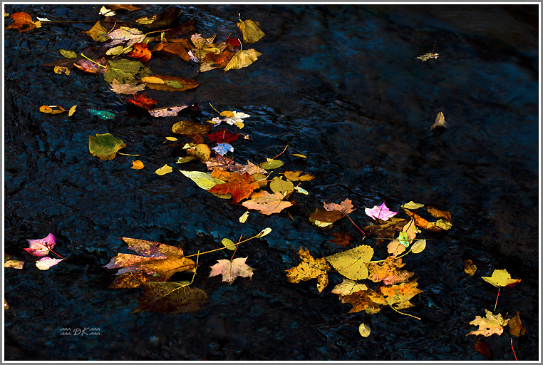DSC_1364C1.jpg