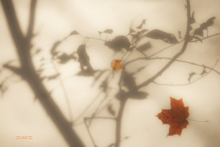 DSC_8886C.jpg