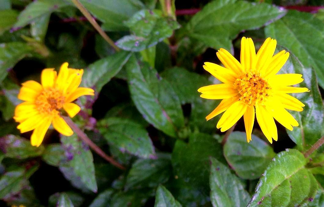 IMG_7259.JPG
