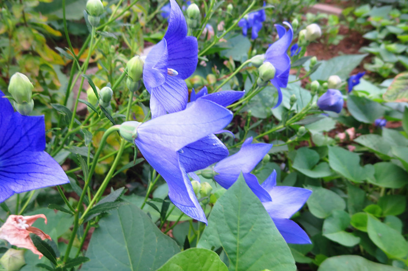 IMG_0766_.jpg