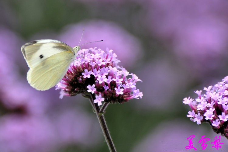 DSC_0144_conew1.jpg