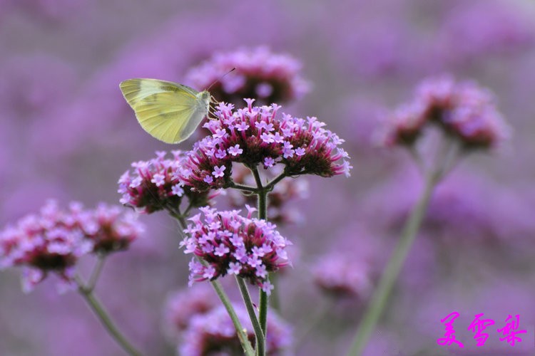 DSC_0149_conew1.jpg